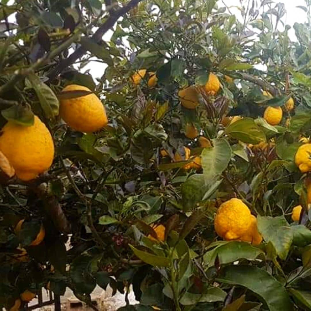 Limoni Calibro Medio